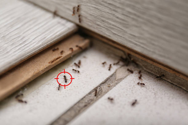 Best Affordable Pest Control Services  in Grenelefe, FL