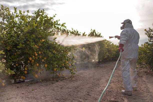 Best Bed Bug Extermination  in Grenelefe, FL