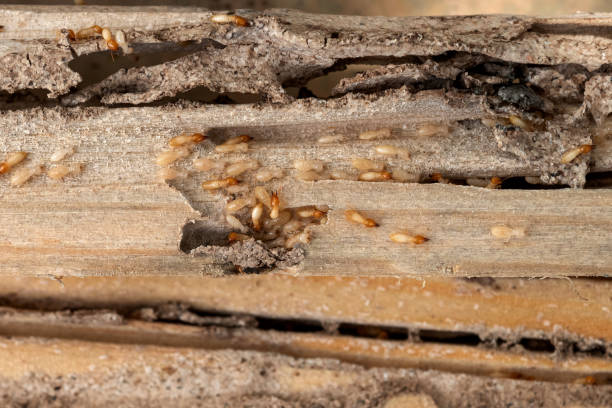 Best Bed Bug Extermination  in Grenelefe, FL
