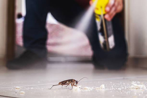 Best Termite Control Services  in Grenelefe, FL