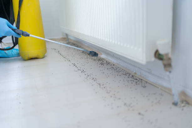Best Local Pest Control Services  in Grenelefe, FL